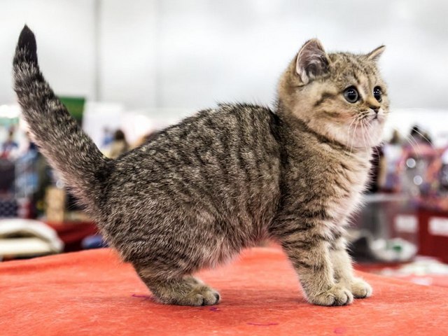 Породы кошек в Горнозаводске | ЗооТом портал о животных