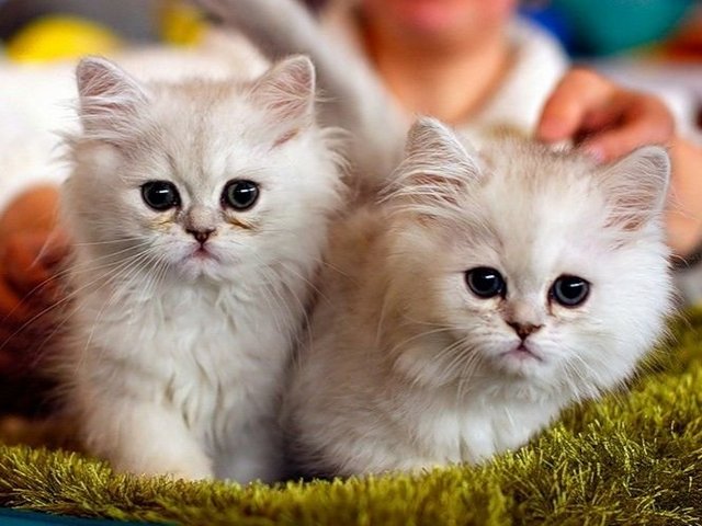 Породы кошек в Горнозаводске | ЗооТом портал о животных