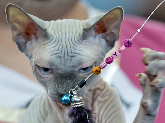 Выставки кошек в Горнозаводске | ЗооТом портал о животных